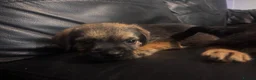 Border Terrier dogs for sale: 3 border terrier pups  - Advert 2