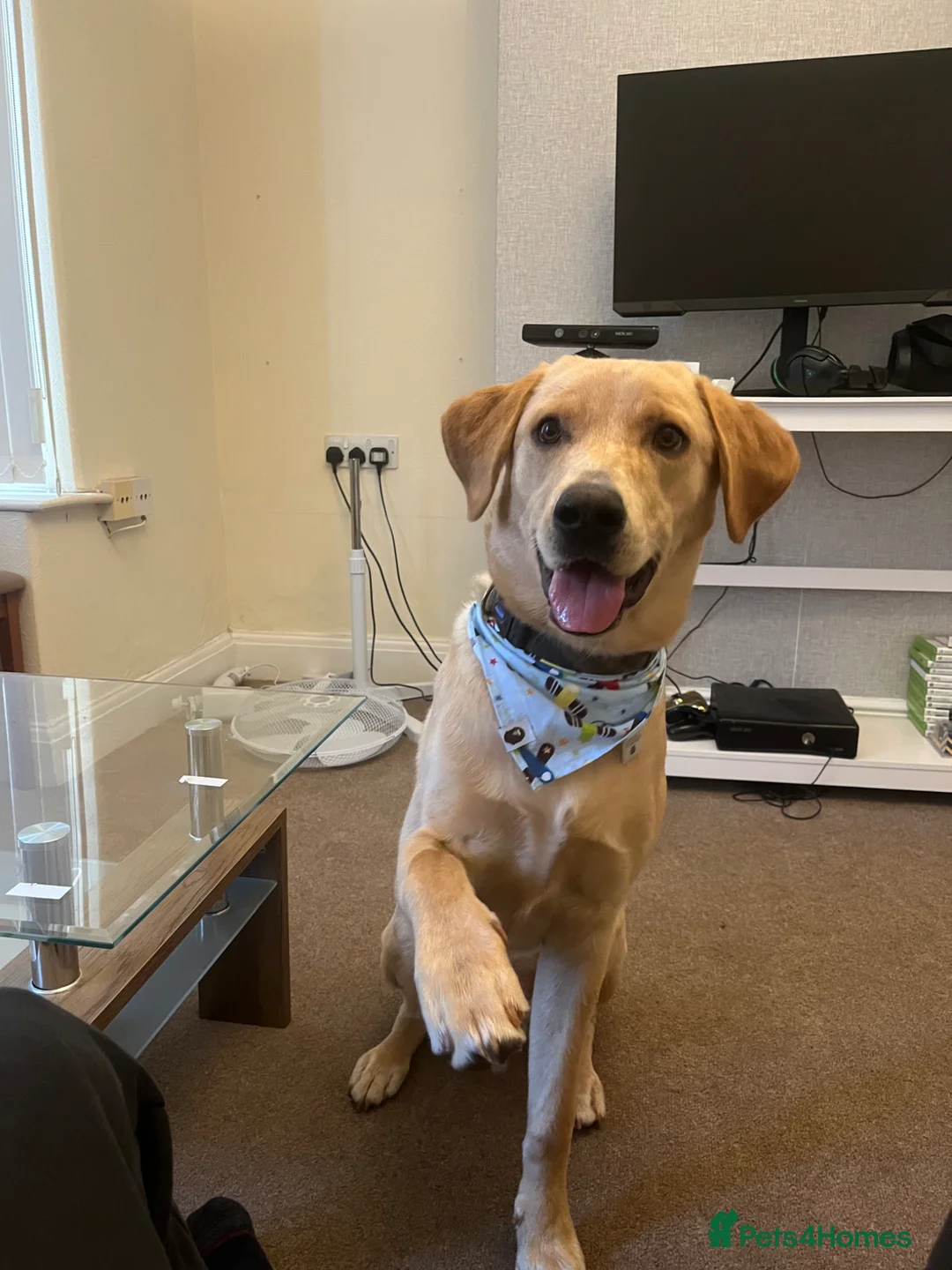 Labrador Retriever dogs for sale: Pedigree Labrador microchipped and kc registered  - Advert 2