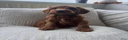 Australian Labradoodle dogs for sale: ✨WALA superior Australian labradoodle list✨  - Advert 4