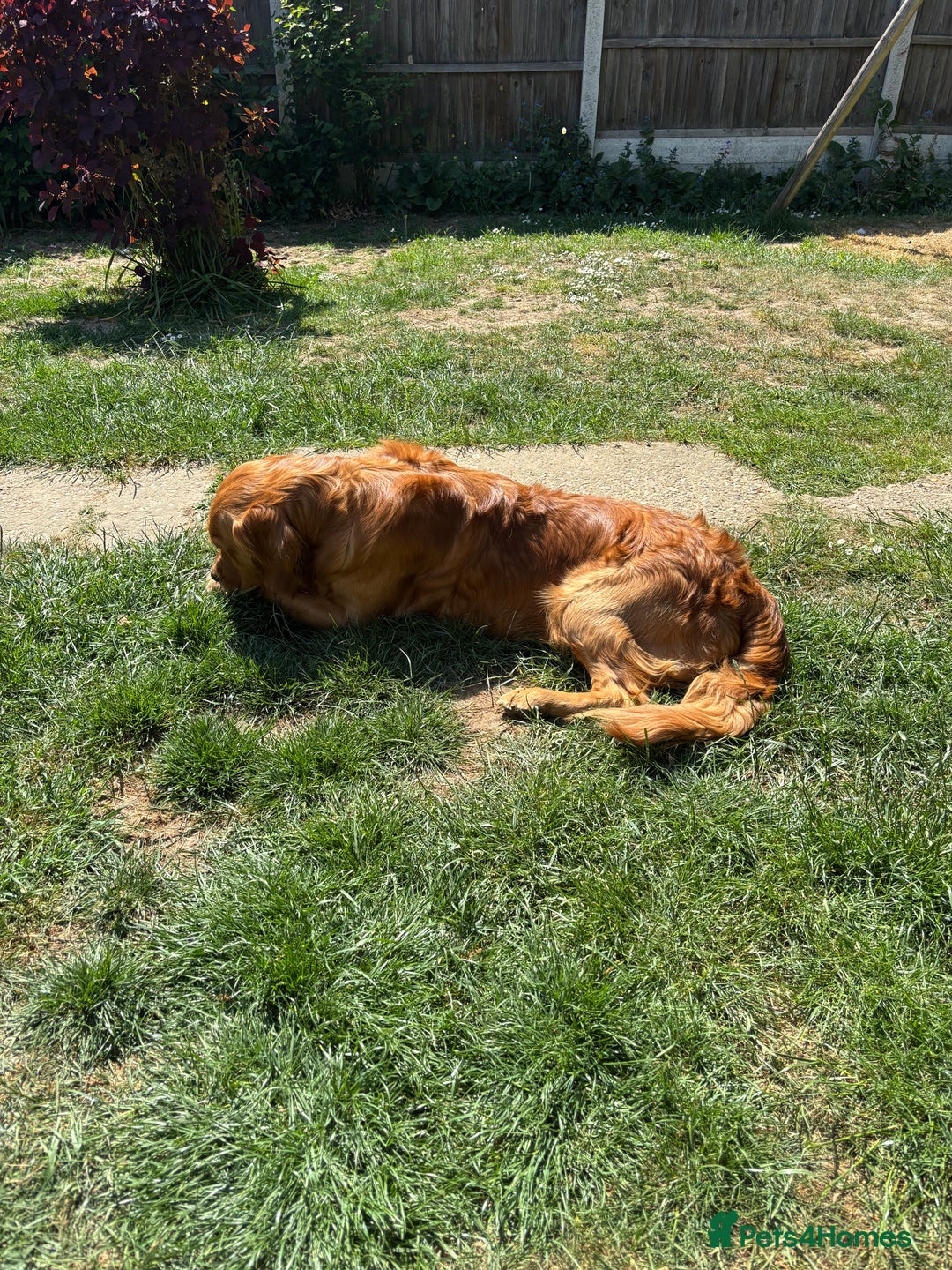 Golden Retriever dogs for stud: Handsome Golden Retriever for Stud - Advert 8