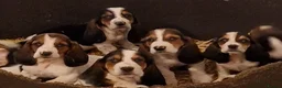 Basset Hound dogs for sale: KC REG Bassett Babies - Advert 5