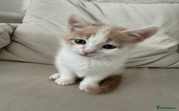 Mixed Breed cats for sale: Mixed breed cats ready now - Image 2