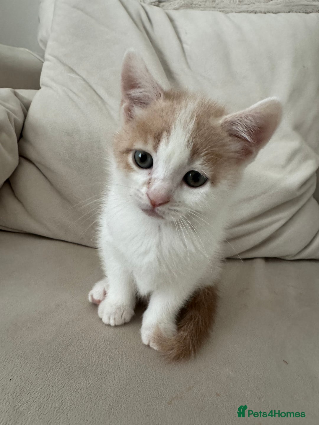 Mixed Breed cats for sale: Mixed breed cats ready now - Image 2