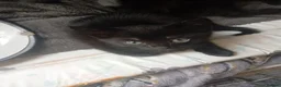 Mixed Breed cats for sale: 4 blacj kittens rrady to go - Advert 7