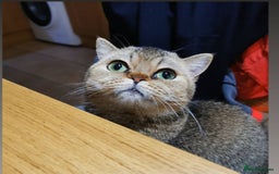 Scottish Fold cats for sale: Scottish strait in Brackley - Image 3
