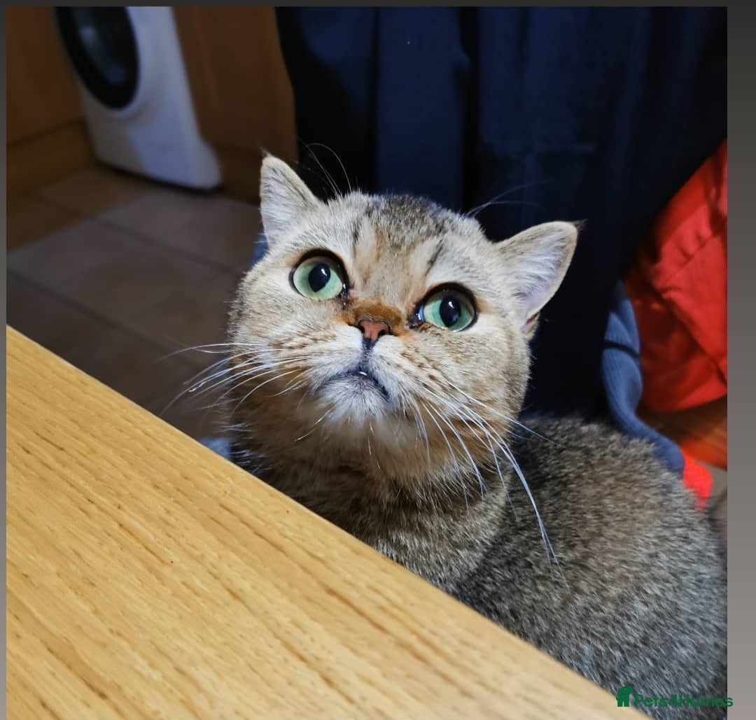 Scottish Fold cats for sale: Scottish strait in Brackley - Image 3