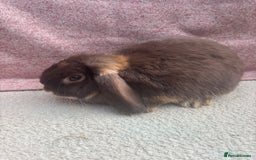 Mini Lop rabbits for sale: Pure bred mini lops - ready to leave  - Image 10