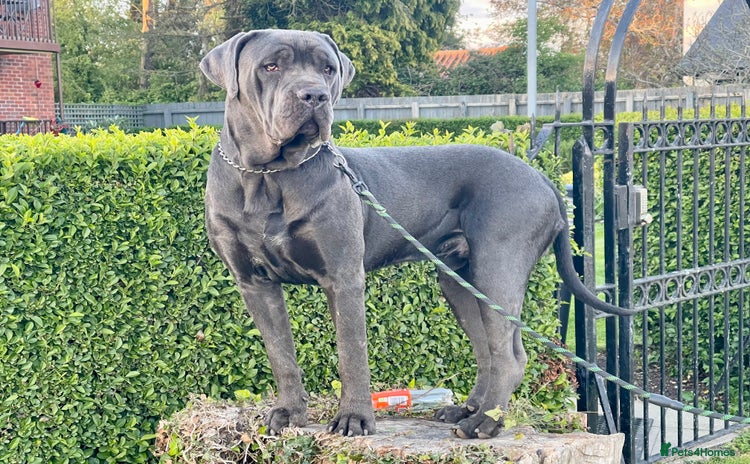 Cane Corso dogs - Advert 3