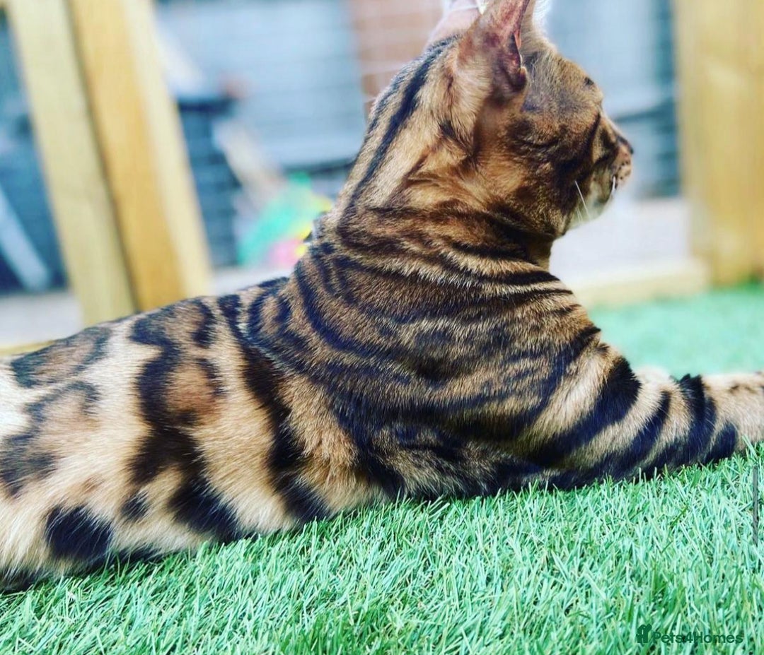 Bengal cats for sale: Beautiful 6 year old Bengal Boy - Advert 4