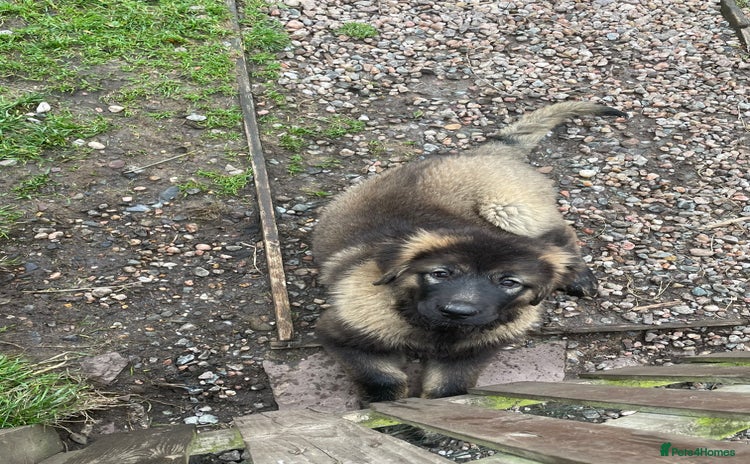 Caucasian Shepherd Dog dogs - Advert 1