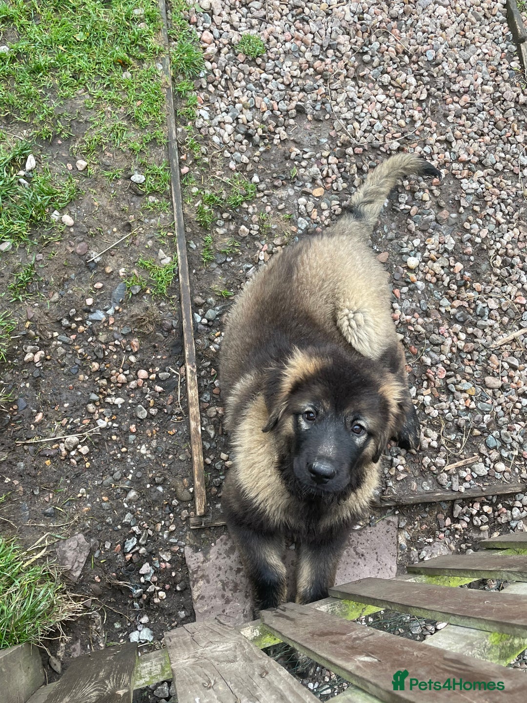 Caucasian Shepherd Dog dogs for sale: Beautiful girls of Caucasian Shepard  - Image 1