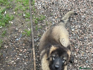 Caucasian Shepherd Dog dogs - Advert 6