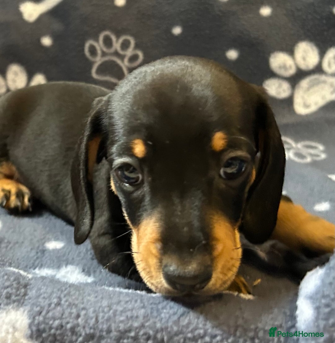 Miniature Dachshund dogs for sale: Stunning Miniature Dachshund Pups - Image 20