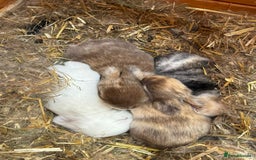 Mini Lop rabbits for sale: Lovely litter of 4 x mini lops - Image 3