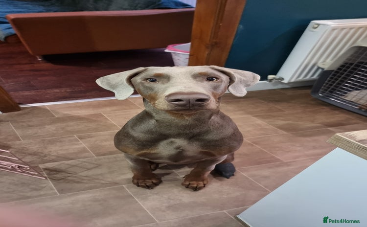 Dobermann dogs Milo - male doberman puppy for sale - Advert 8