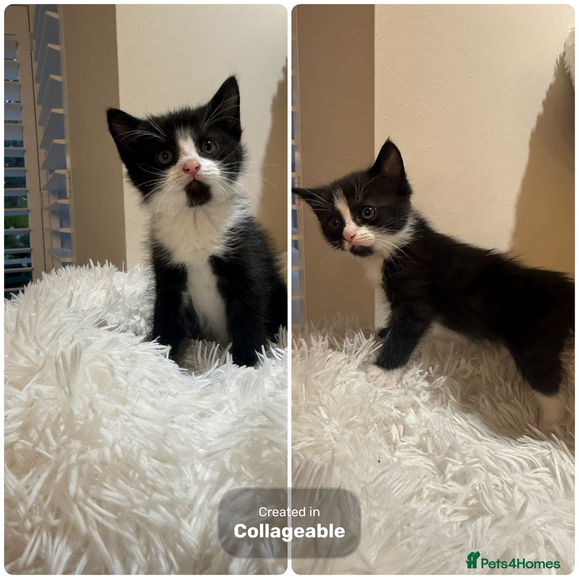Mixed Breed cats *LAST 2 remaining* Beautiful kittens - Advert 1
