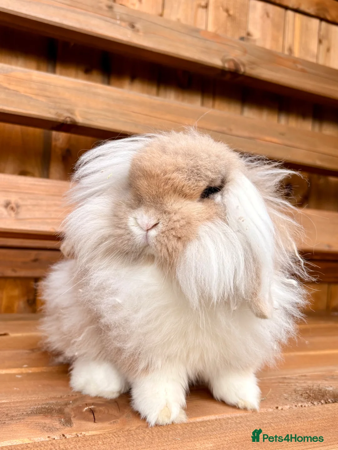 Mini Lop rabbits for sale: Mini Lop Baby Bunnies 🌸 - Advert 8