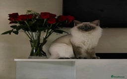 Ragdoll cats for sale: Bluepoint Ragdoll kittens due August 2025!  - Image 1