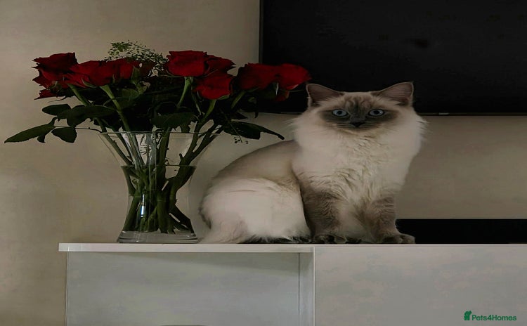 Ragdoll cats - Advert 1