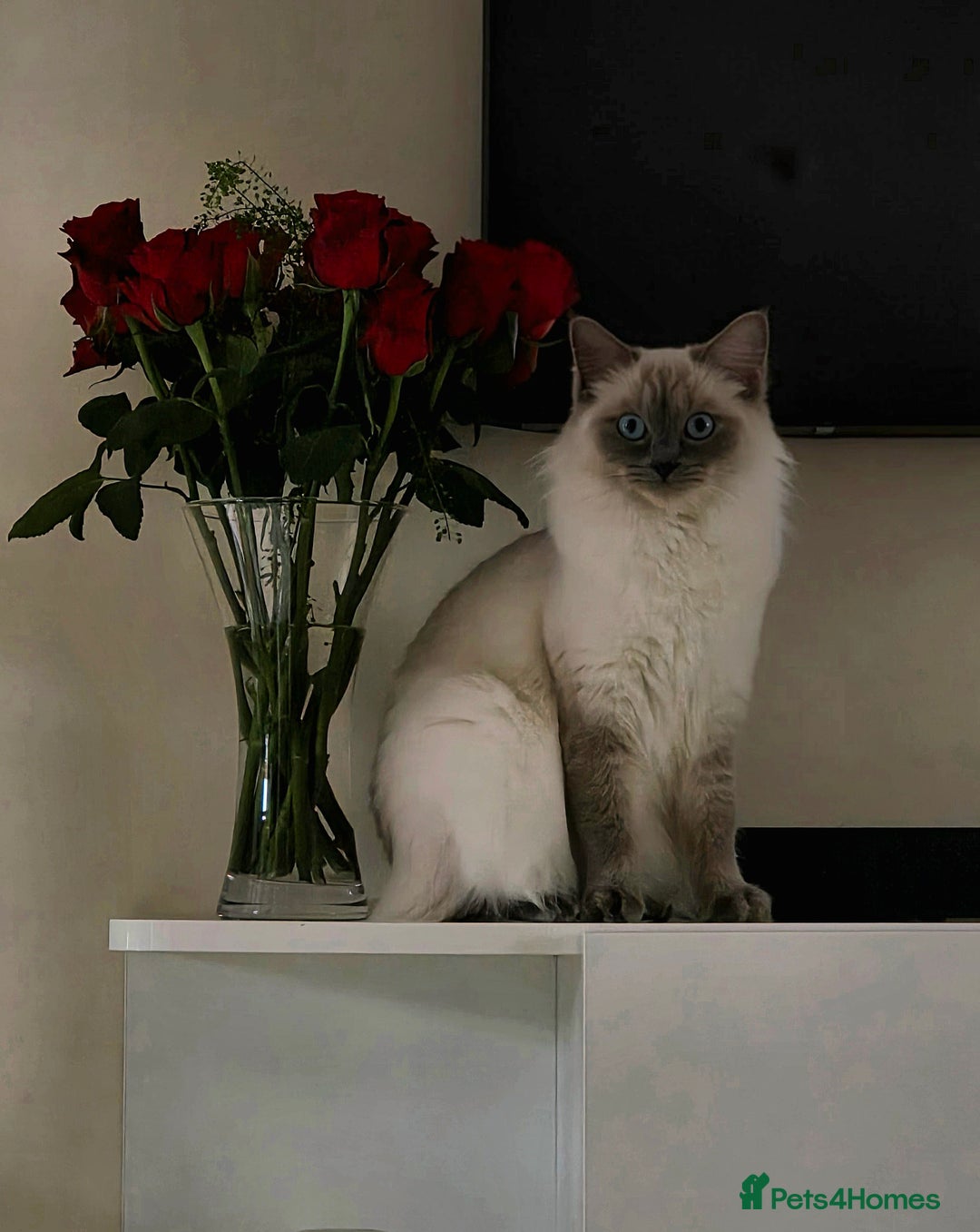 Ragdoll cats for sale: Bluepoint Ragdoll kittens due August 2025!  - Image 1