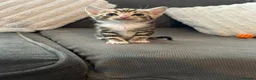 Mixed Breed cats for sale: 5 beautiful kittens ready for amazing homes in Birmingham - Advert 4