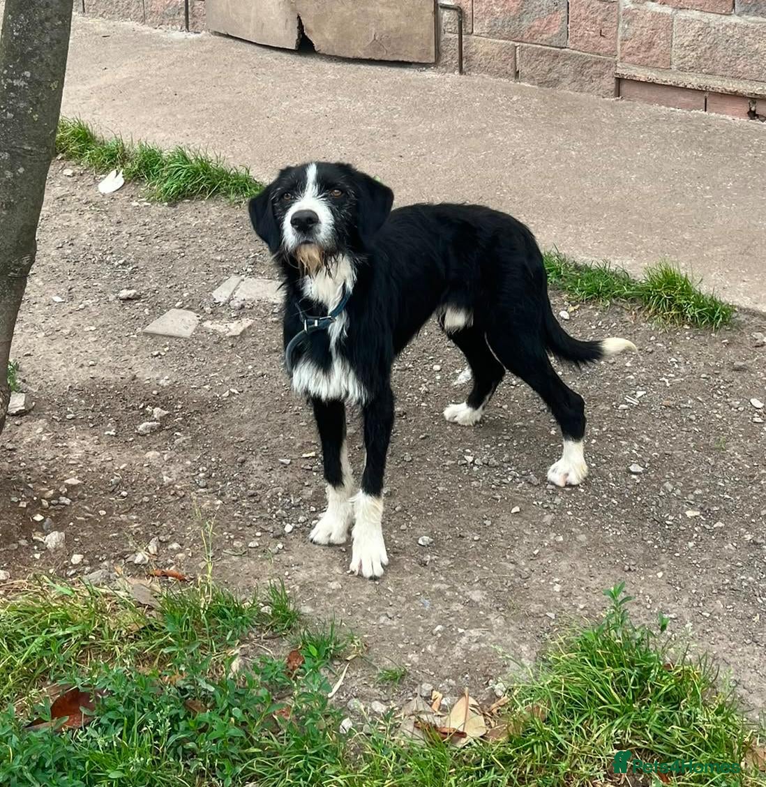 Mixed Breed dogs for adoption: Dracaris in Alfreton - Advert 5