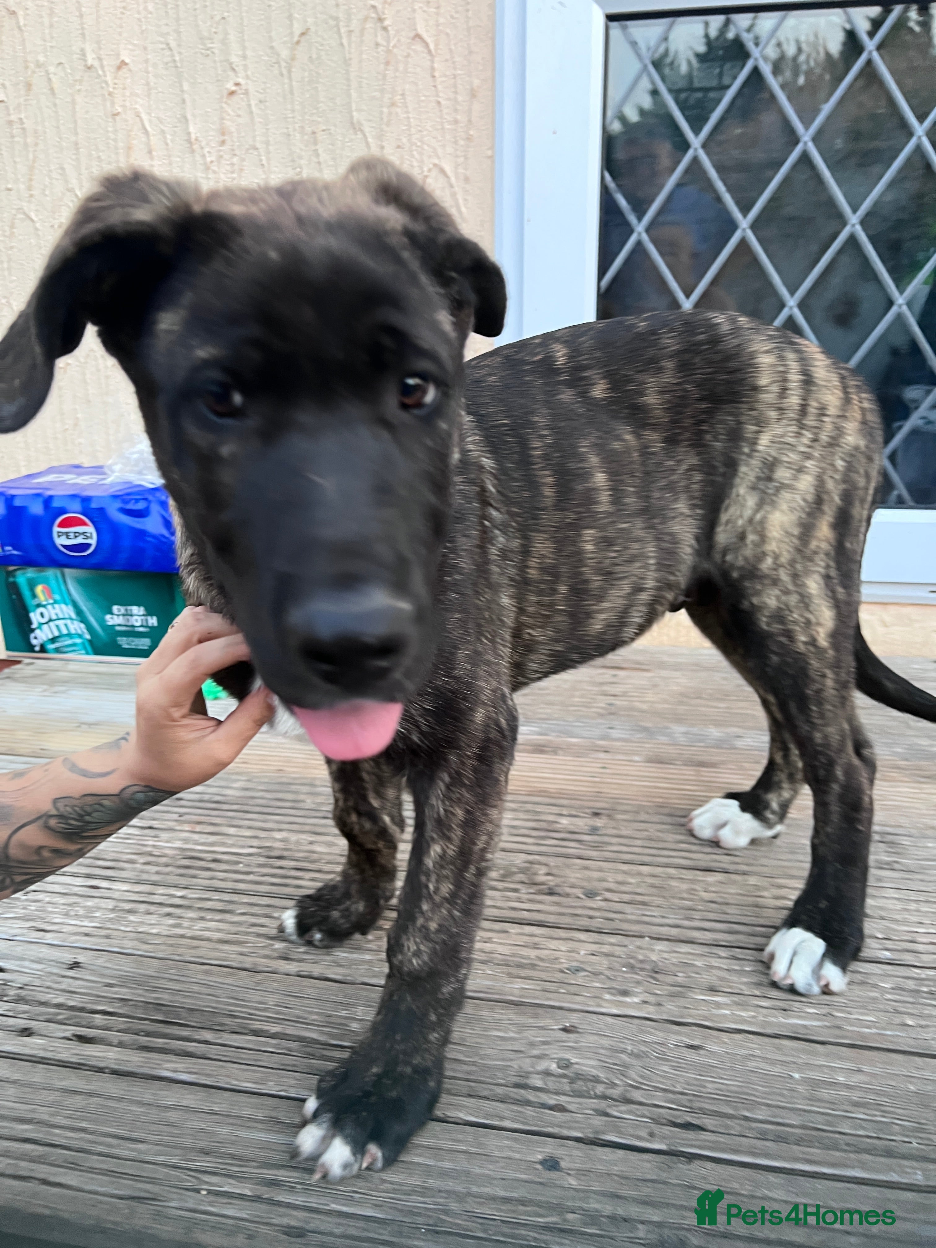 Mixed Breed dogs Akita/Dane Shepherd Puppies - Advert 2