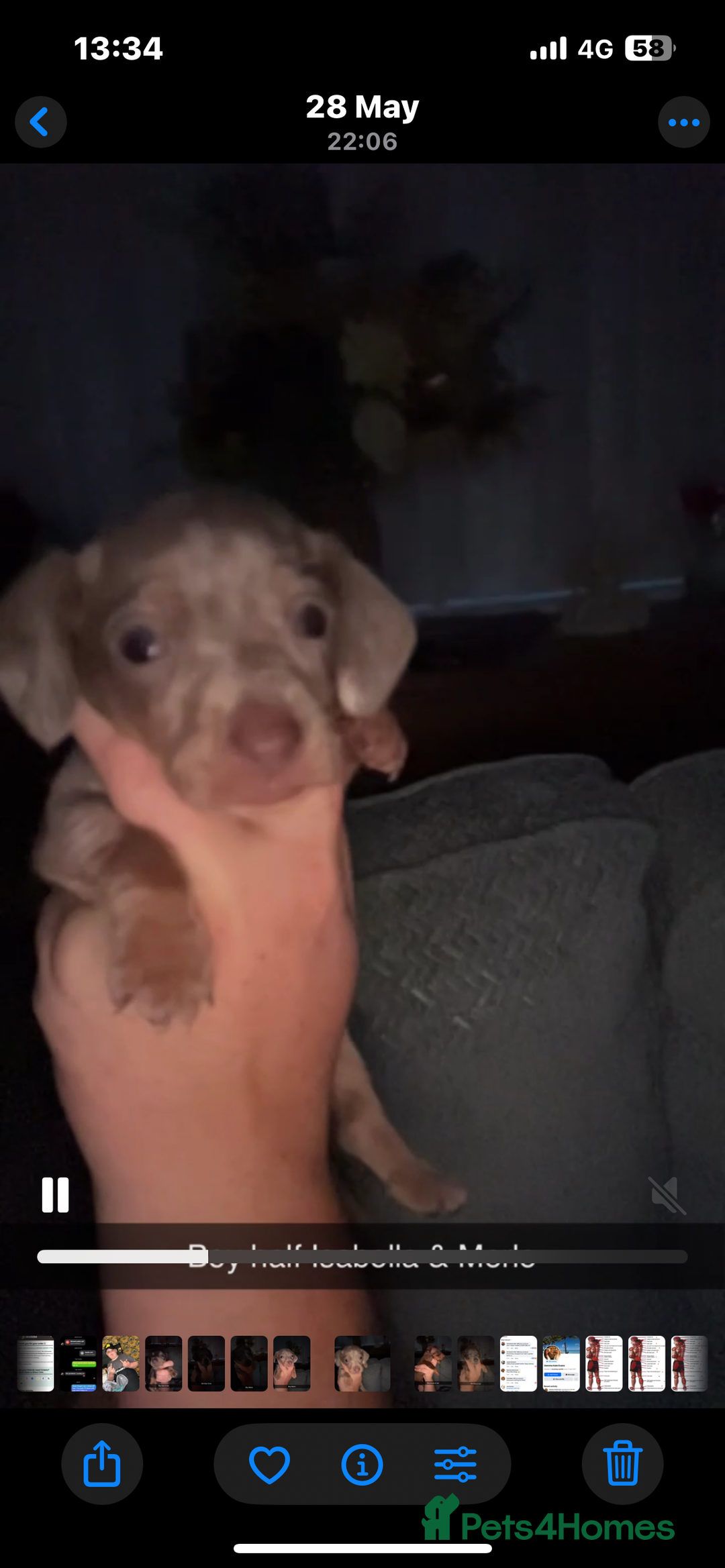 Miniature Dachshund dogs for sale: Miniature Dachshunds  - Image 9