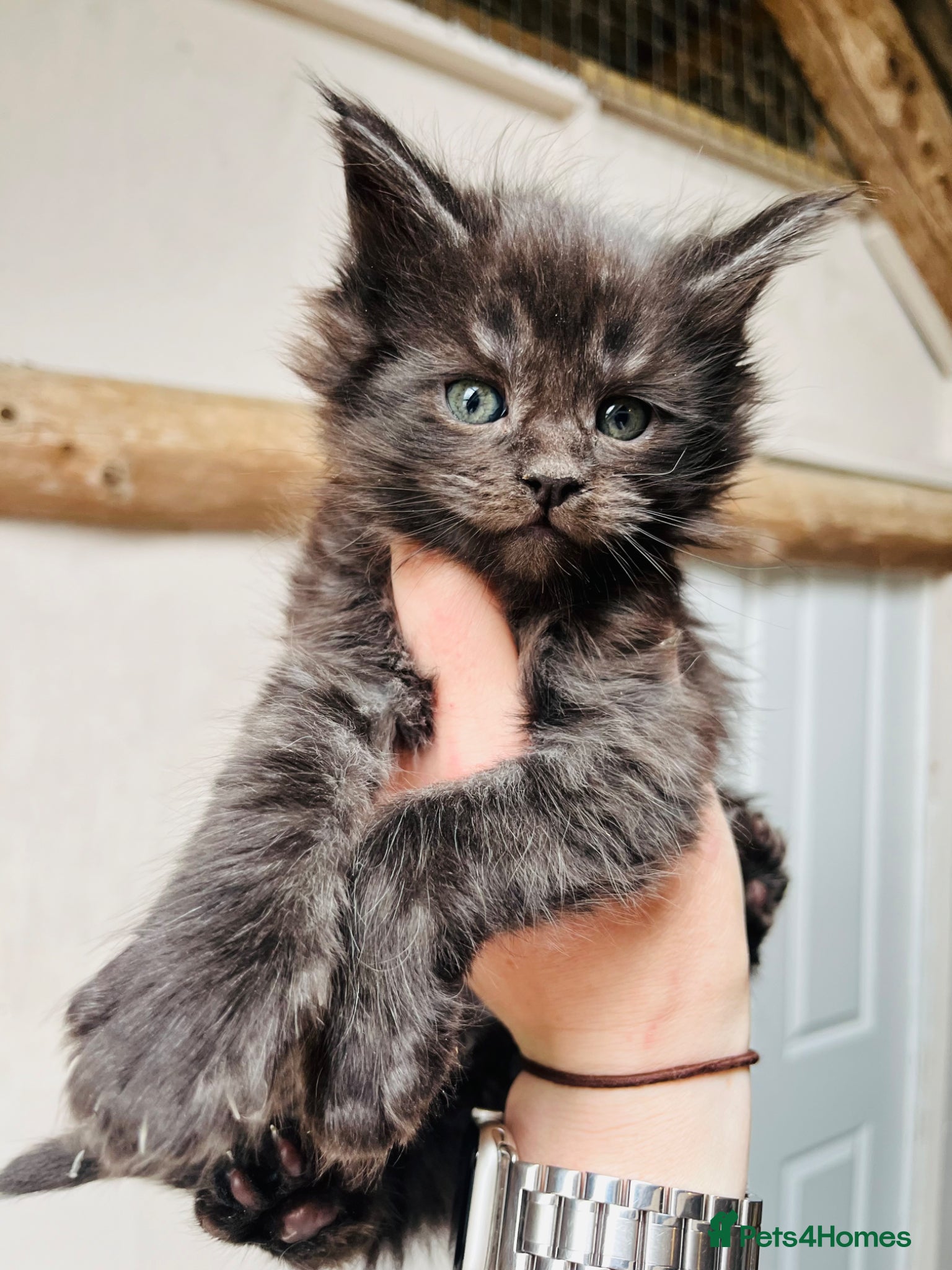 Maine Coon cats Stunning pedigree Maine coon kittens TICA  - Advert 2