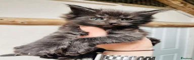 Maine Coon Kitten 1