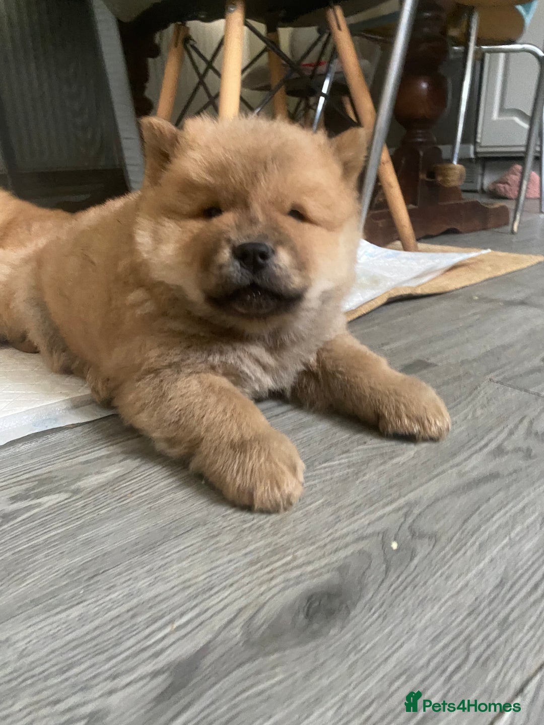 Chow Chow dogs for sale: Chow chow puppies  - Advert 9
