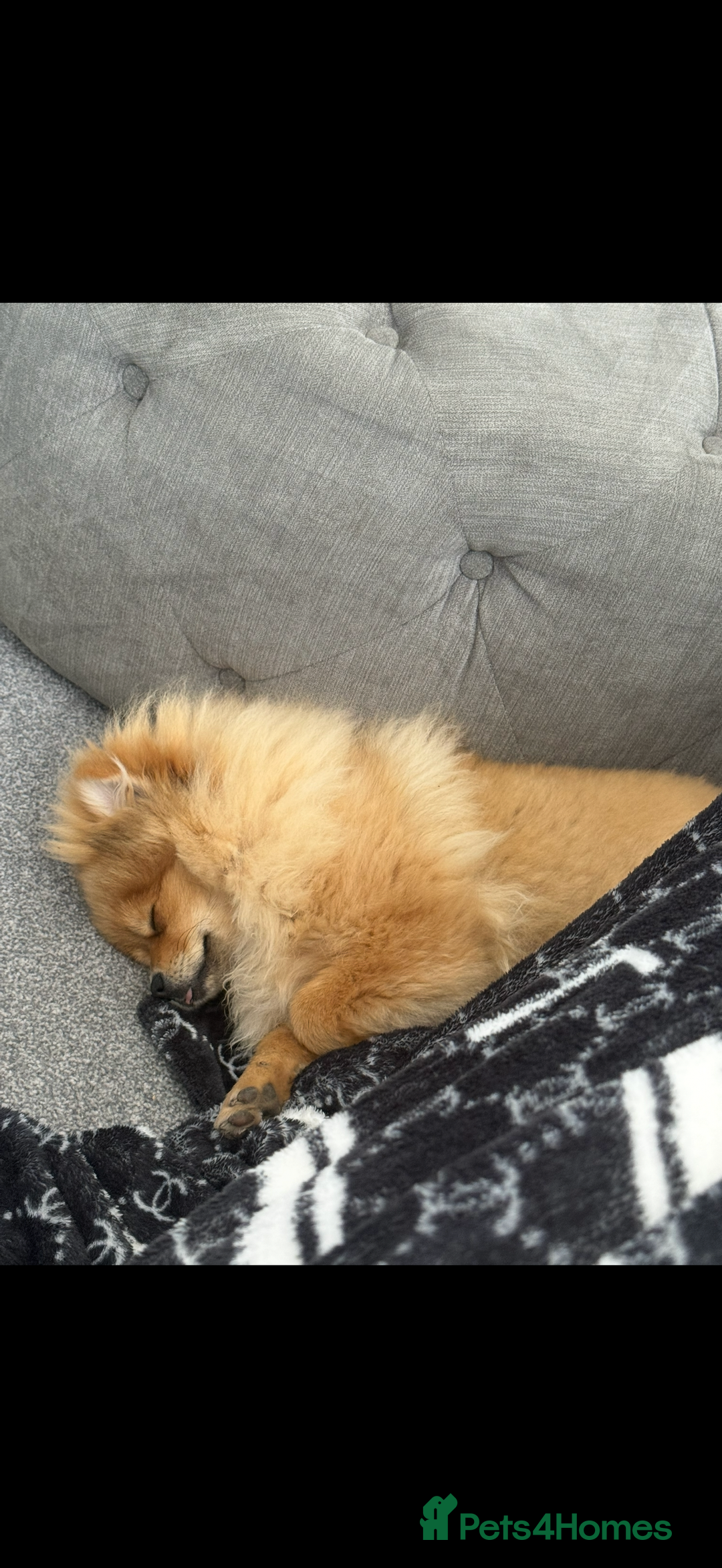 Pomeranian dogs for sale: Female Pomeranian for sale - Advert 3