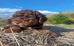 Labradoodle dogs for sale: Mini Labradoodles  - Image 2