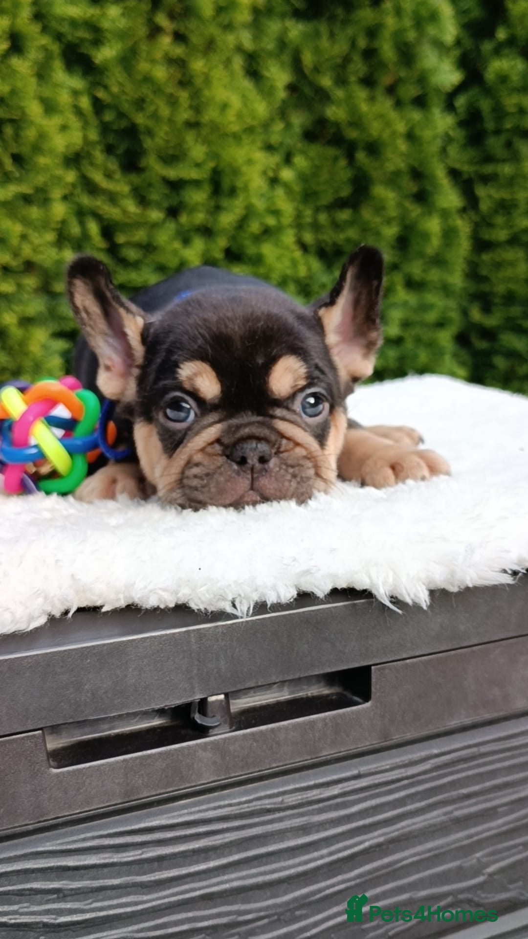 French Bulldog dogs for sale: ❤️ 🐶 beautiful French bulldog puppies ❤️🐶 - Image 13
