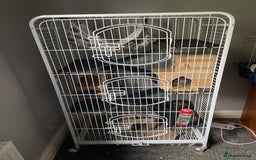 Chinchilla rodents for sale: Pair of female chinchillas looking for a new home - Image 12