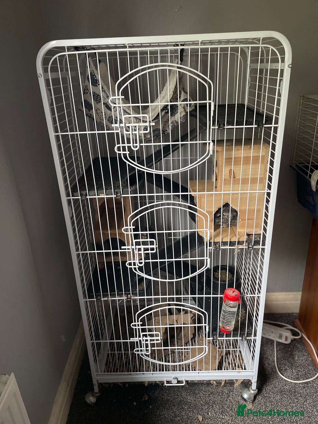 Chinchilla rodents for sale: Pair of female chinchillas looking for a new home - Image 12