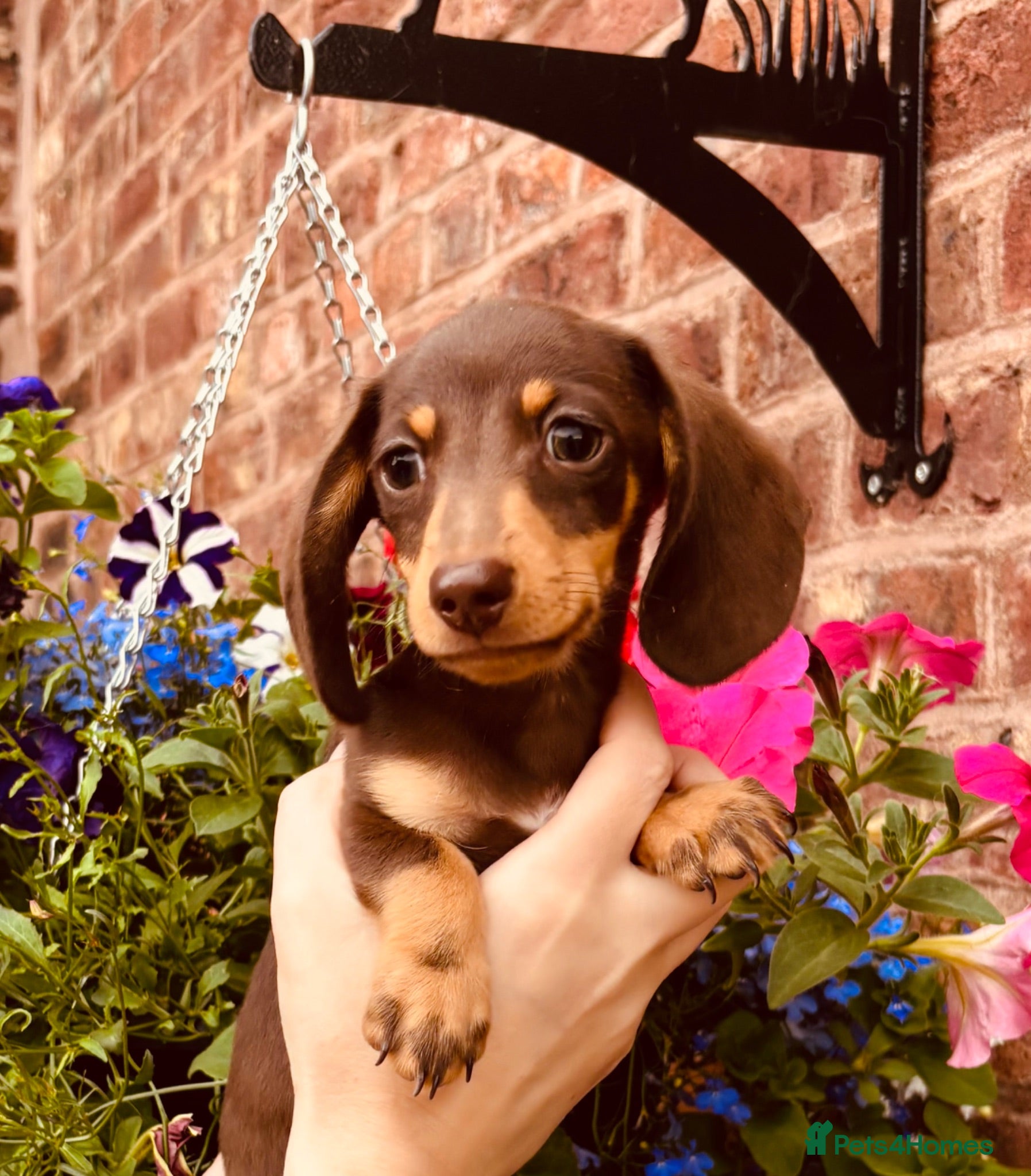 Miniature Dachshund dogs Ready for new home: KC, PRA clear stunning boy - Advert 1