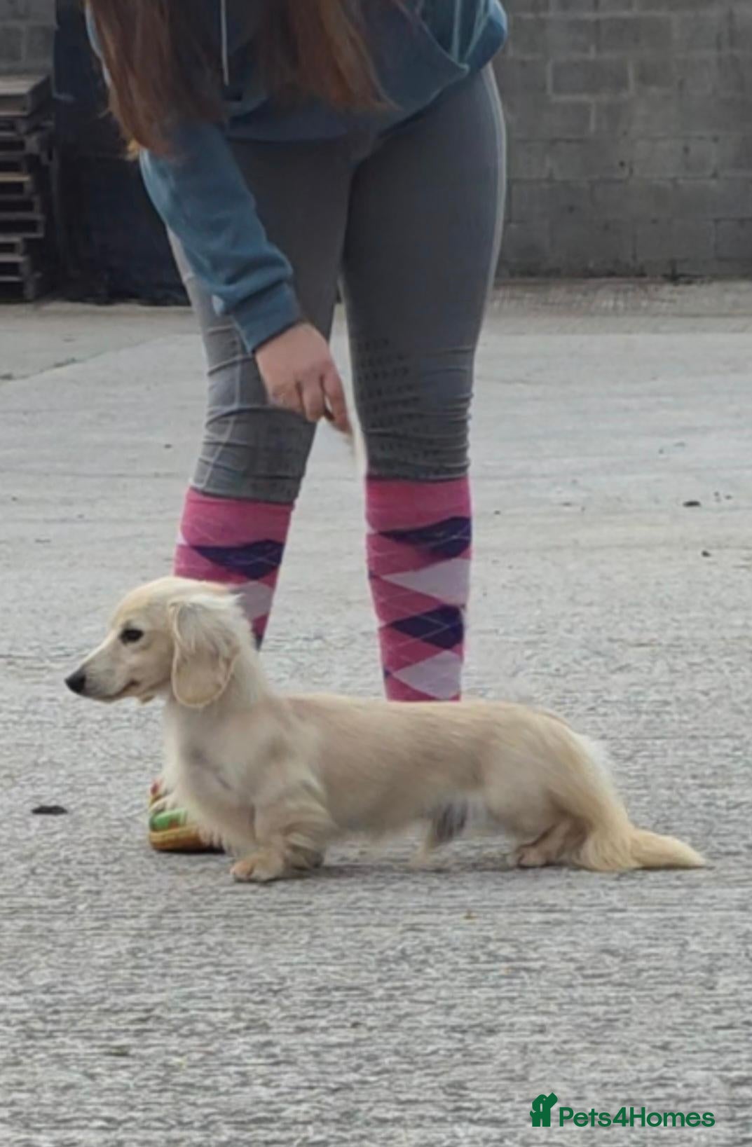 Miniature Dachshund dogs Outstanding cream long-haired miniature Dachshund  - Advert 2