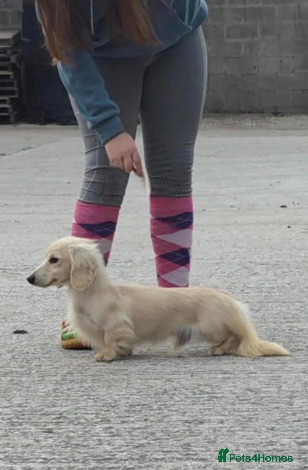 Miniature Dachshund dogs for stud: Outstanding cream long-haired miniature Dachshund  - Advert 7
