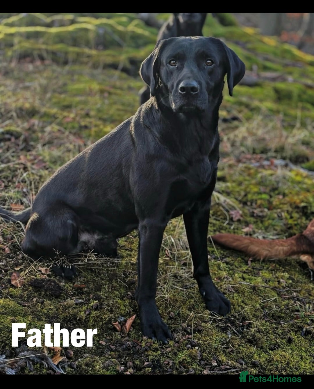 Labrador Retriever dogs for sale: 8 Outstanding KC Labrador Retriever Puppies - Advert 9