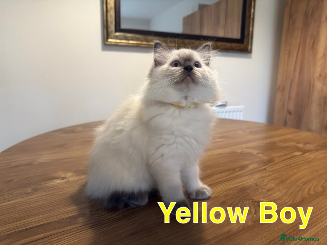 Ragdoll cats for sale: 6 Gorgeous Full Breed Ragdoll Kittens Ready to Go! - Advert 31