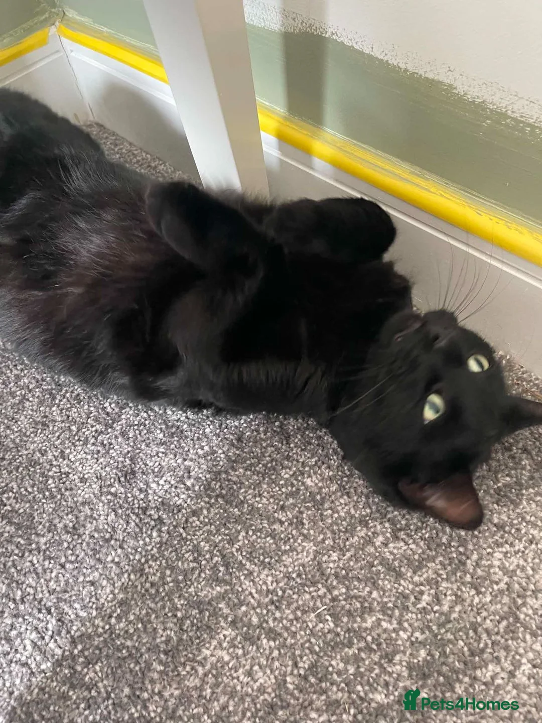 Mixed Breed cats for sale: Two boys aged 3 and 4 need loving homes in Wakefield - Advert 2
