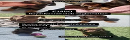 Miniature Dachshund dogs for sale: READY TO GO ! Miniature smooth haired dachshund - Advert 33