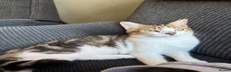 Mixed Breed cats for sale: Kittens white grey and tabby in Ilkeston - Advert 1