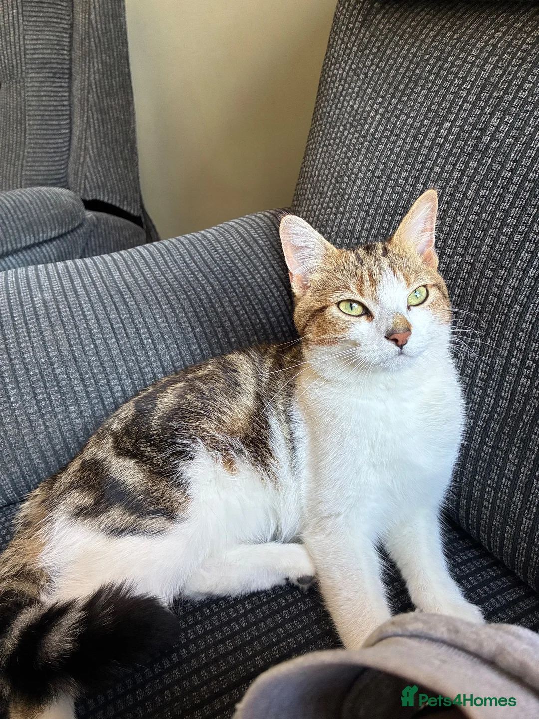 Mixed Breed cats for sale: Kittens white grey and tabby in Ilkeston - Advert 1