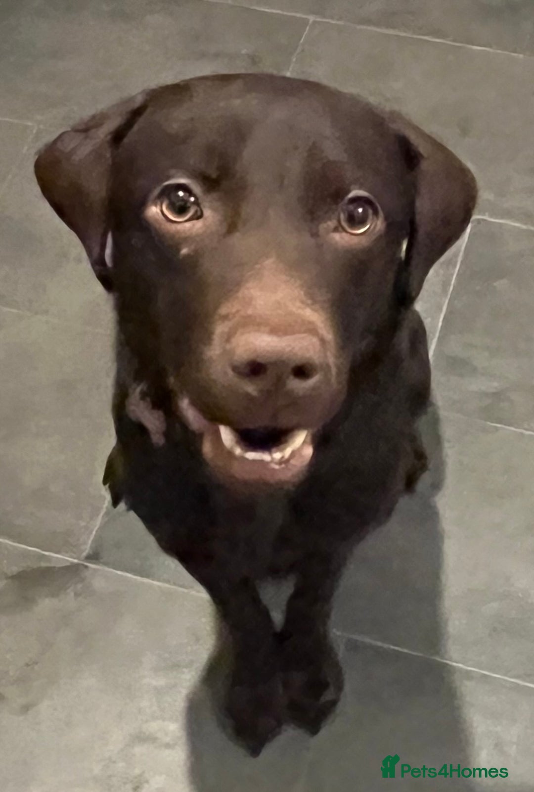 Labrador Retriever dogs for sale: Gorgeous chocolate female  - Advert 4
