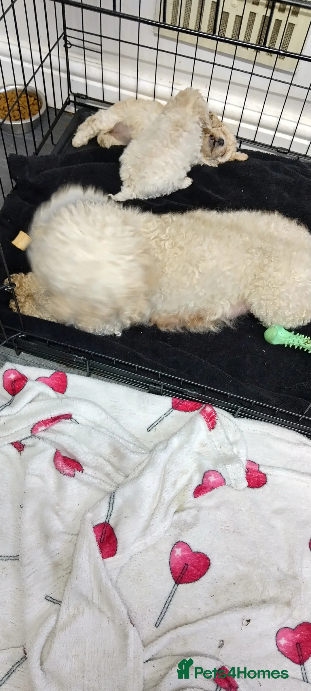 Miniature Poodle dogs for sale: Beautiful miniature poodles  - Advert 2