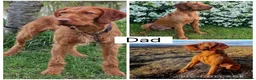 Hungarian Vizsla dogs for sale: 🐶 Beautiful Wired Haired Hungarian Visla Puppies in Saint Helens - Advert 11