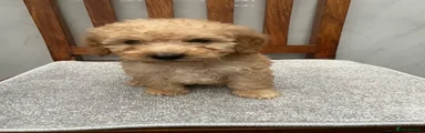 Cockapoo 4
