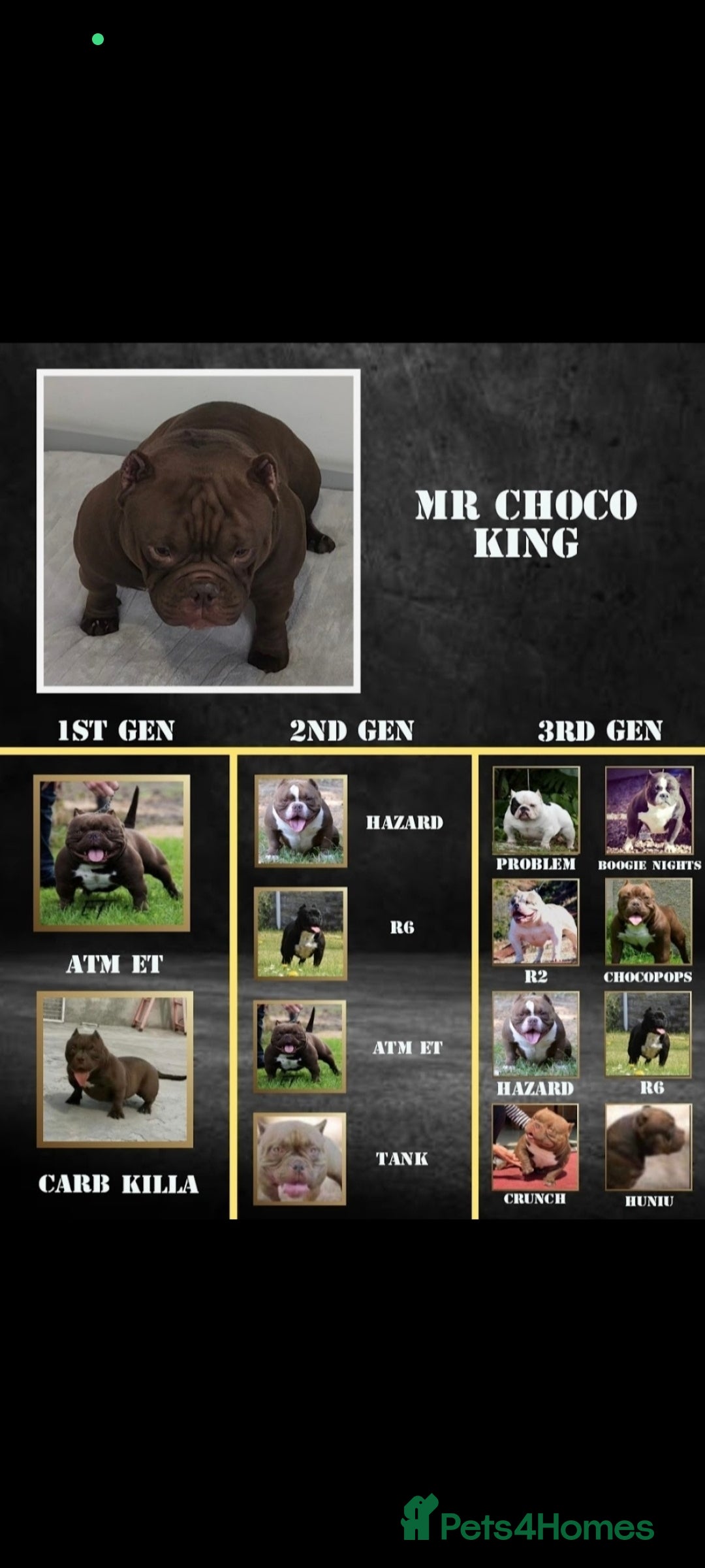 American Bully dogs for sale: Micro Exotic Bully ABR Females - Image 8